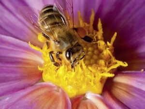 Bienen