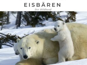 Die letzten Eisbären