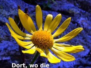 Dort, wo die Blumen blüh'n Band I