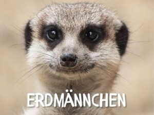 Erdmännchen