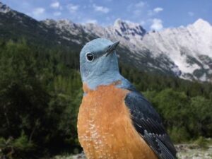 Vögel der Alpen